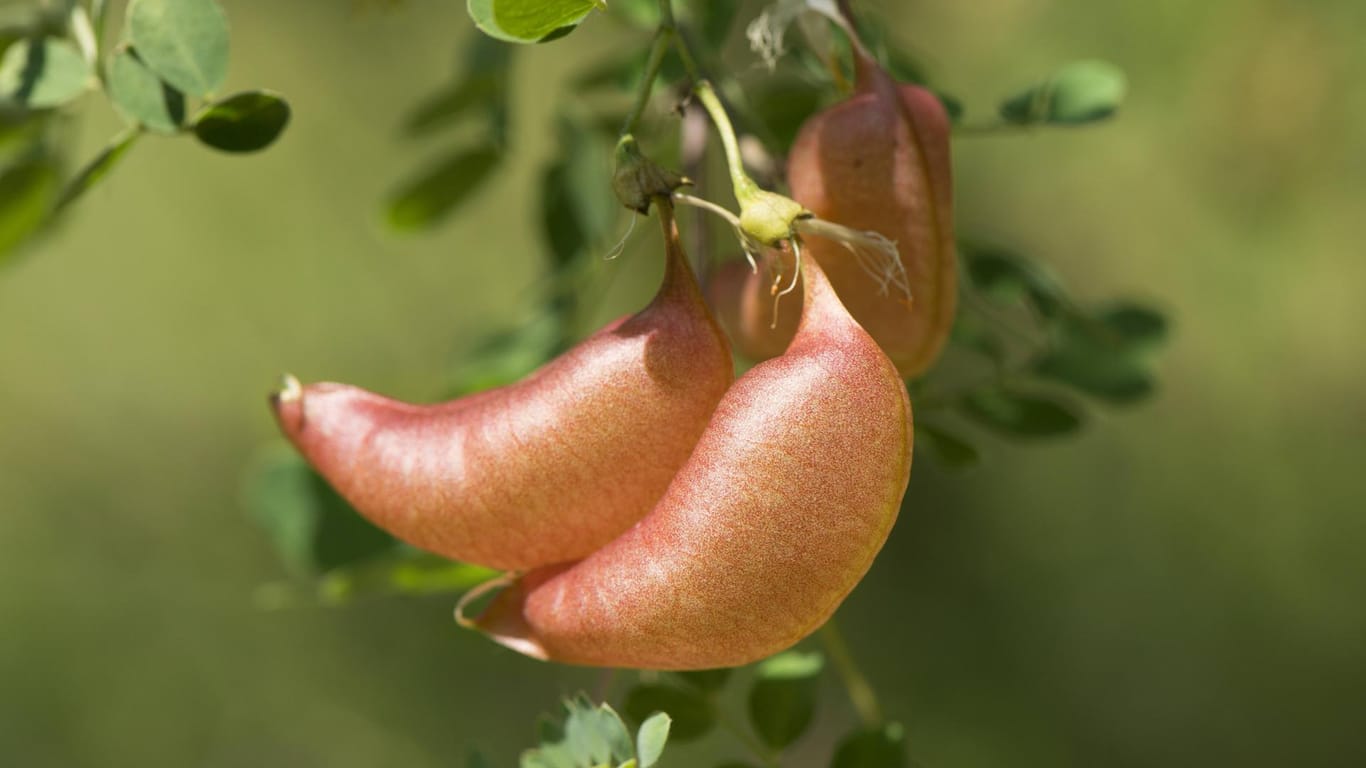 Gemeiner Blasenstrauch (Colutea arborescens): Seine Früchte sind gering giftig und sollten deshalb nicht verzehrt werden.