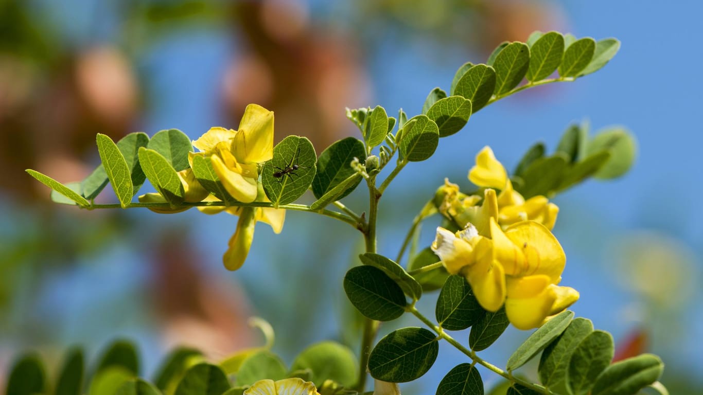 Gemeiner Blasenstrauch (Colutea arborescens): Wegen seiner langen Blütezeit gilt er als bienenfreundlich.