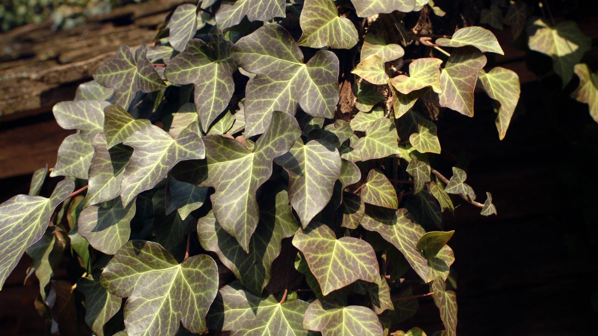 Efeu (Hedera helix): Im Herbst sollte er gut gewässert werden. Dann übersteht er den Winter besser.