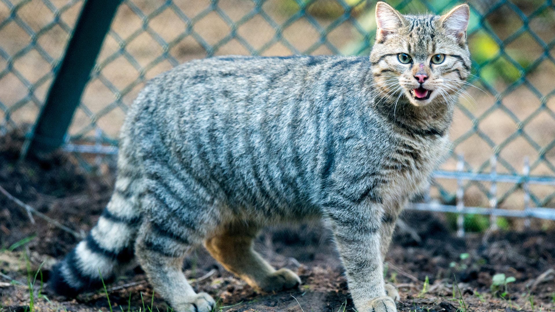 Wildkatze: Ihr buschiger Schwanz hat meist eine schwarze Spitze und dunkle Ringe.