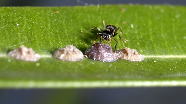 Schildläuse auf Blattlaub: Ihre klebrigen Ausscheidungen locken im Sommer Ameisen an.