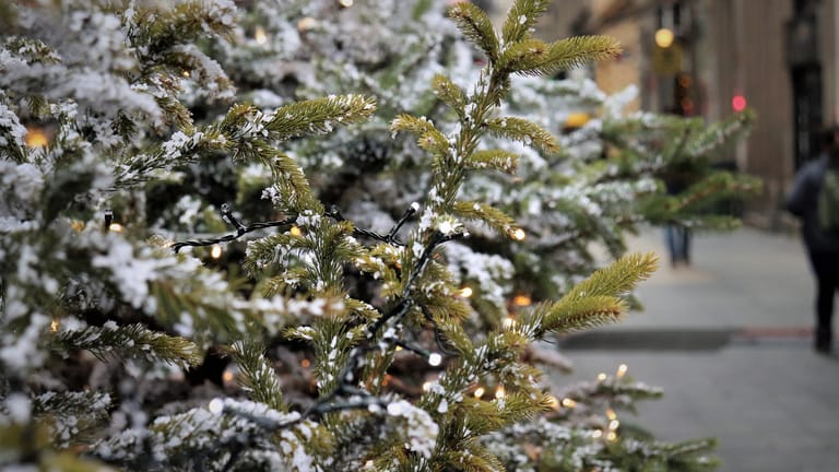 Nachhaltige Weihnachtsbäume im Topf: Die Nordmanntanne ist besonders geeignet.