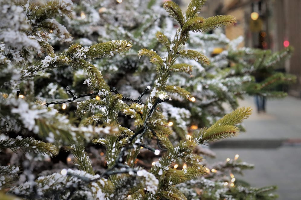 Nachhaltige Weihnachtsbäume im Topf: Die Nordmanntanne ist besonders geeignet.