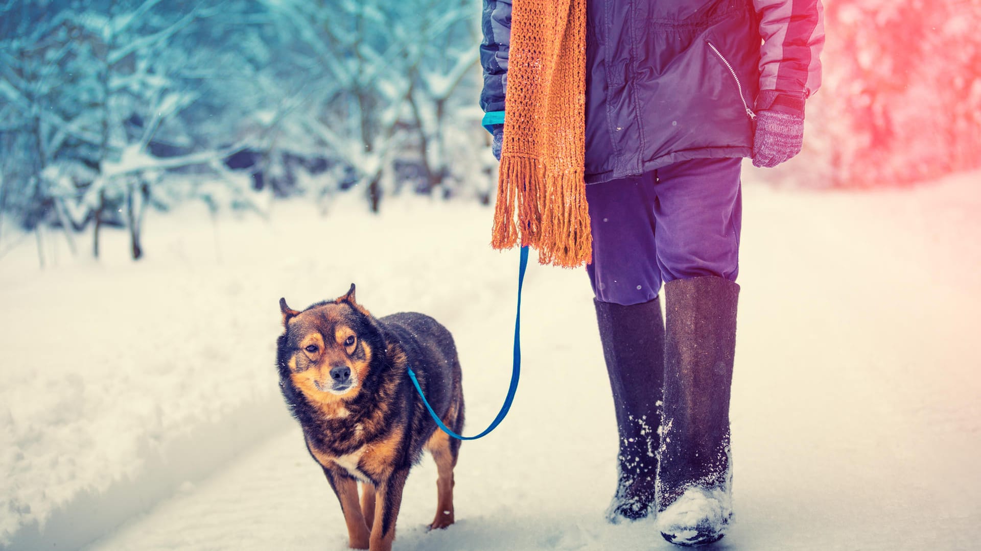 Spaziergang: Genau wie wir Menschen können sich auch Hunde erkälten.