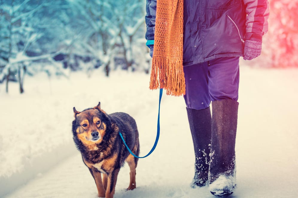 Spaziergang: Genau wie wir Menschen können sich auch Hunde erkälten.