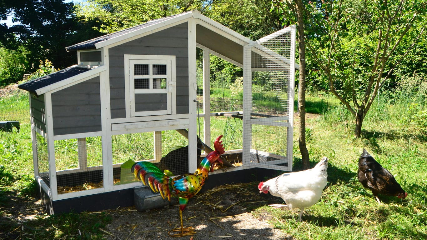 Hühner im Garten: Die Tiere benötigen unbedingt einen Rückzugsort.