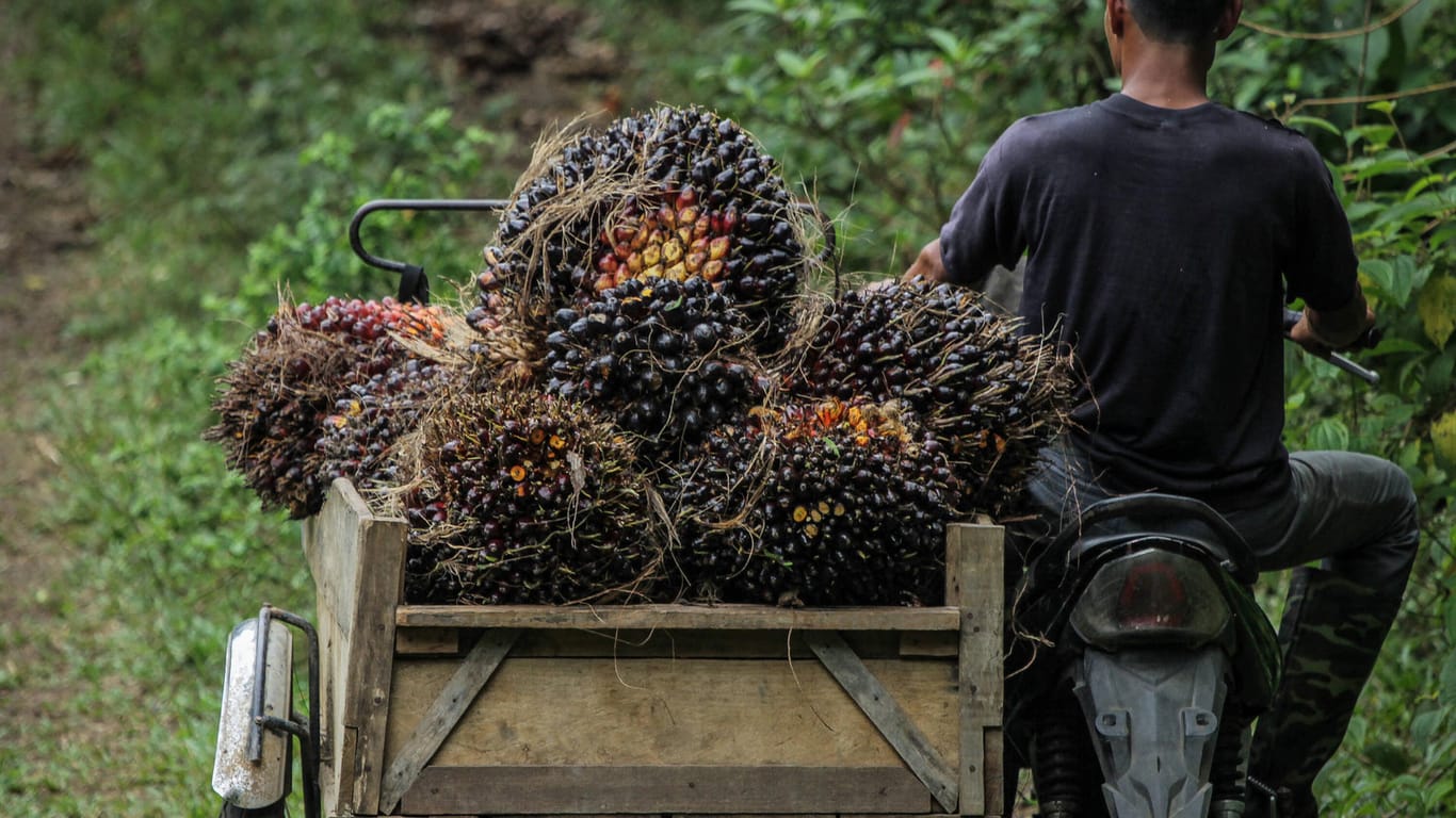 Anbau der Ölpalme in Indonesien: Aus diesen Früchten wird das Palmöl gewonnen.