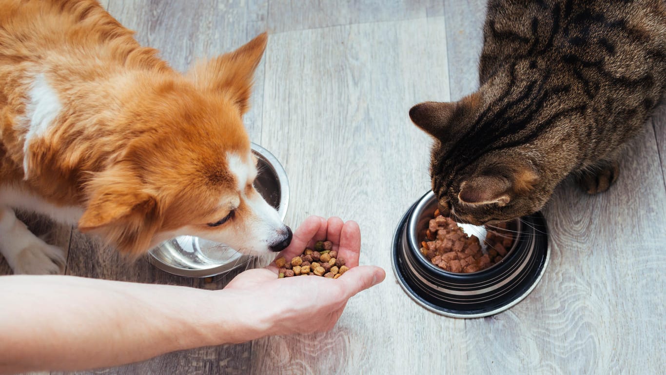 Hund und Katze: Grundsätzlich ist das Futter auf die Bedürfnisse der jeweiligen Tierart angepasst.