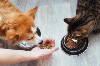 Hund und Katze: Grundsätzlich ist das Futter auf die Bedürfnisse der jeweiligen Tierart angepasst.