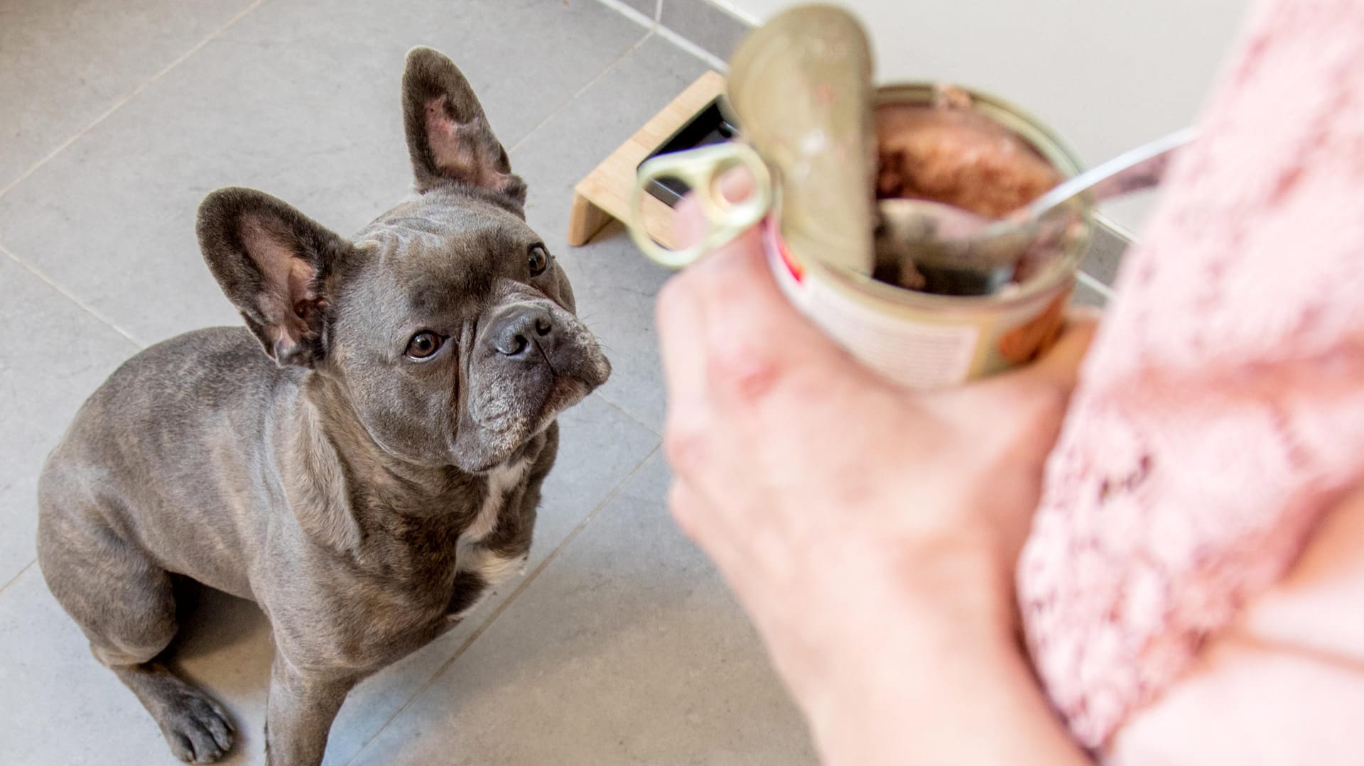 Hund: Katzenfutter ist für Hunde zwar nicht gefährlich, aber auch nicht gesund.