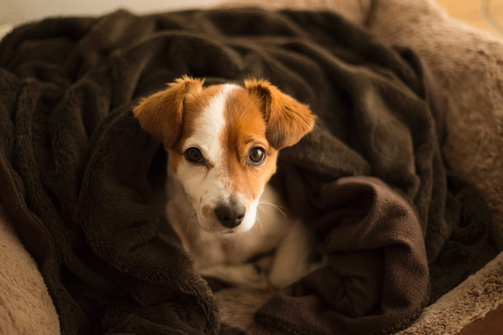 Ein gutes Hundebett ist für Ihren Vierbeiner ein schöner Rückzugsort.