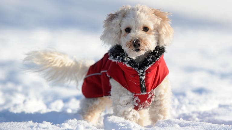 Gassigehen: Haaröl verhindert, dass am Hundefell Schnee haften bleibt und klumpt.