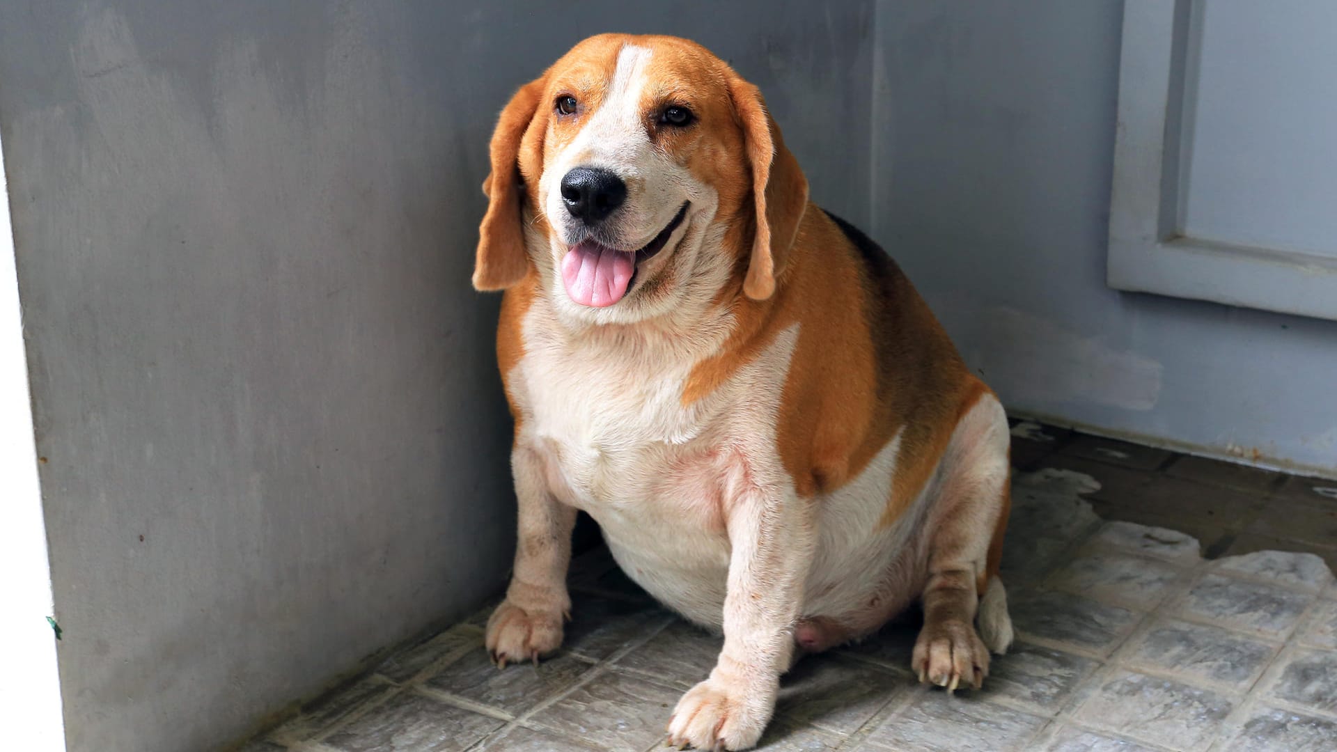 Dicker Hund: Um das eigene schlechte Gewissen zu beruhigen, geben viele Halter ihren Lieblingen Leckerlis.