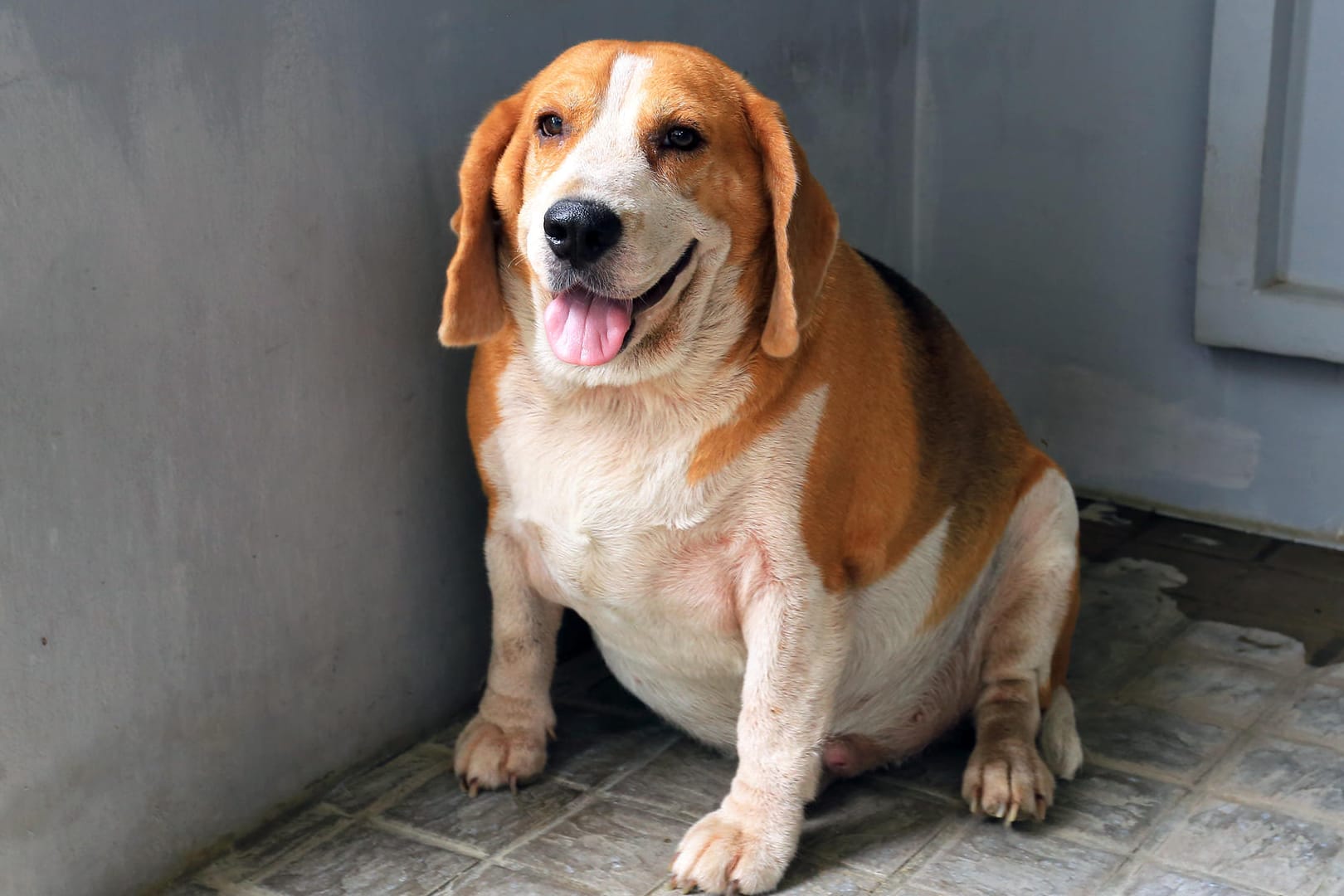 Dicker Hund: Um das eigene schlechte Gewissen zu beruhigen, geben viele Halter ihren Lieblingen Leckerlis.