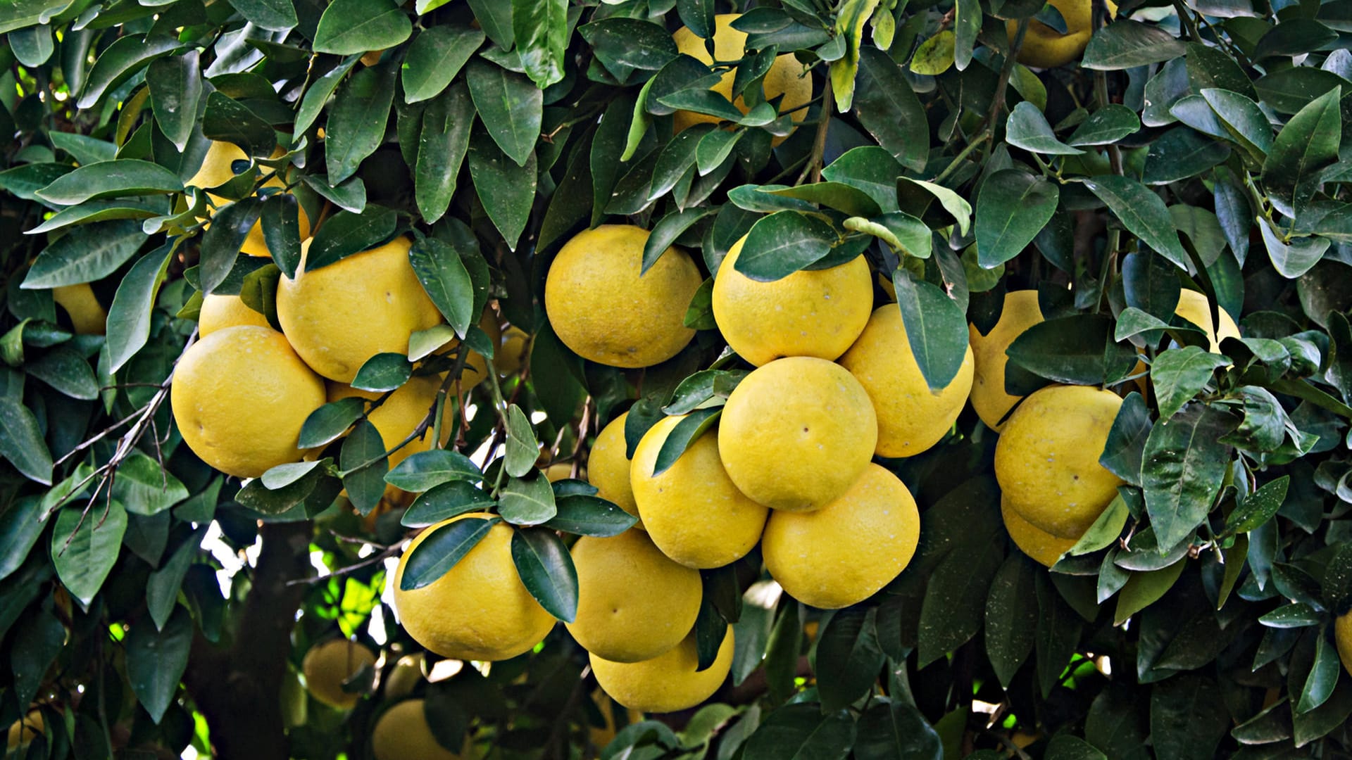 Grapefruitbaum: Die Früchte hängen in dichten Trauben am Baum.