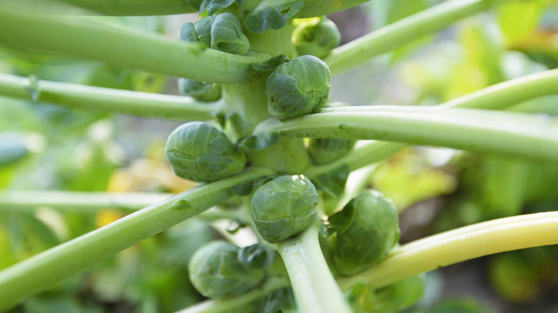 Rosenkohl: Er wächst an einem Strunk. Dabei braucht die Pflanze viel Platz.