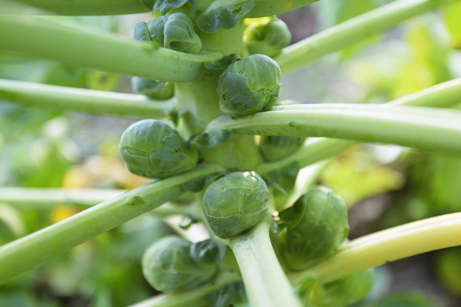 Rosenkohl: Er wächst an einem Strunk. Dabei braucht die Pflanze viel Platz.