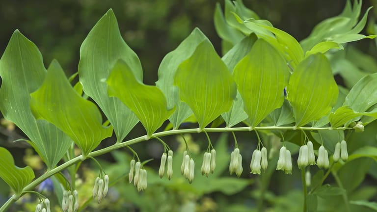 Echtes Salomonssiegel (Polygonatum odoratum): Die Blätter haben Ähnlichkeit mit jenen des Bärlauchs.