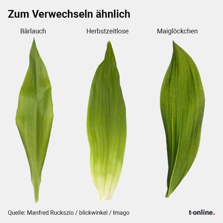 Verwechslungsgefahr Bärlauch oder giftige Maiglöckchen? Die Unterschiede