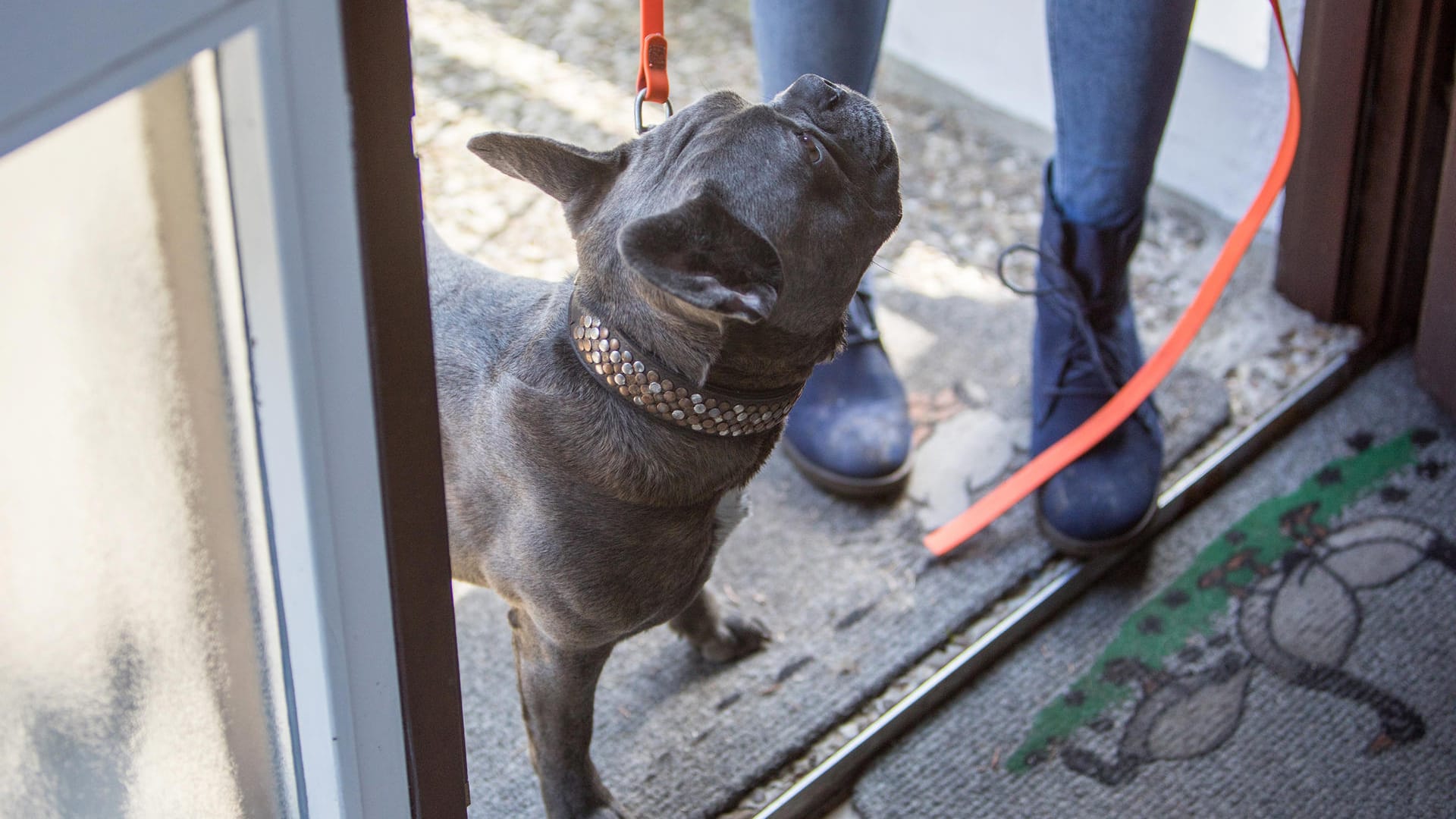 Quarantäne: Bitten Sie gesunde Angehörige darum, mit Ihrem Hund Gassi zu gehen. Achten Sie darauf, dass die Helfer Ihre Wohnung nicht betreten und am besten eine andere Leine und ein anderes Halsband benutzen.