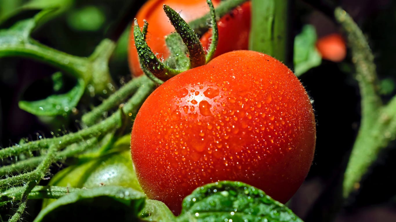 Reife Tomaten: Bis wir sie ernten können, vergehen noch einige Monate.