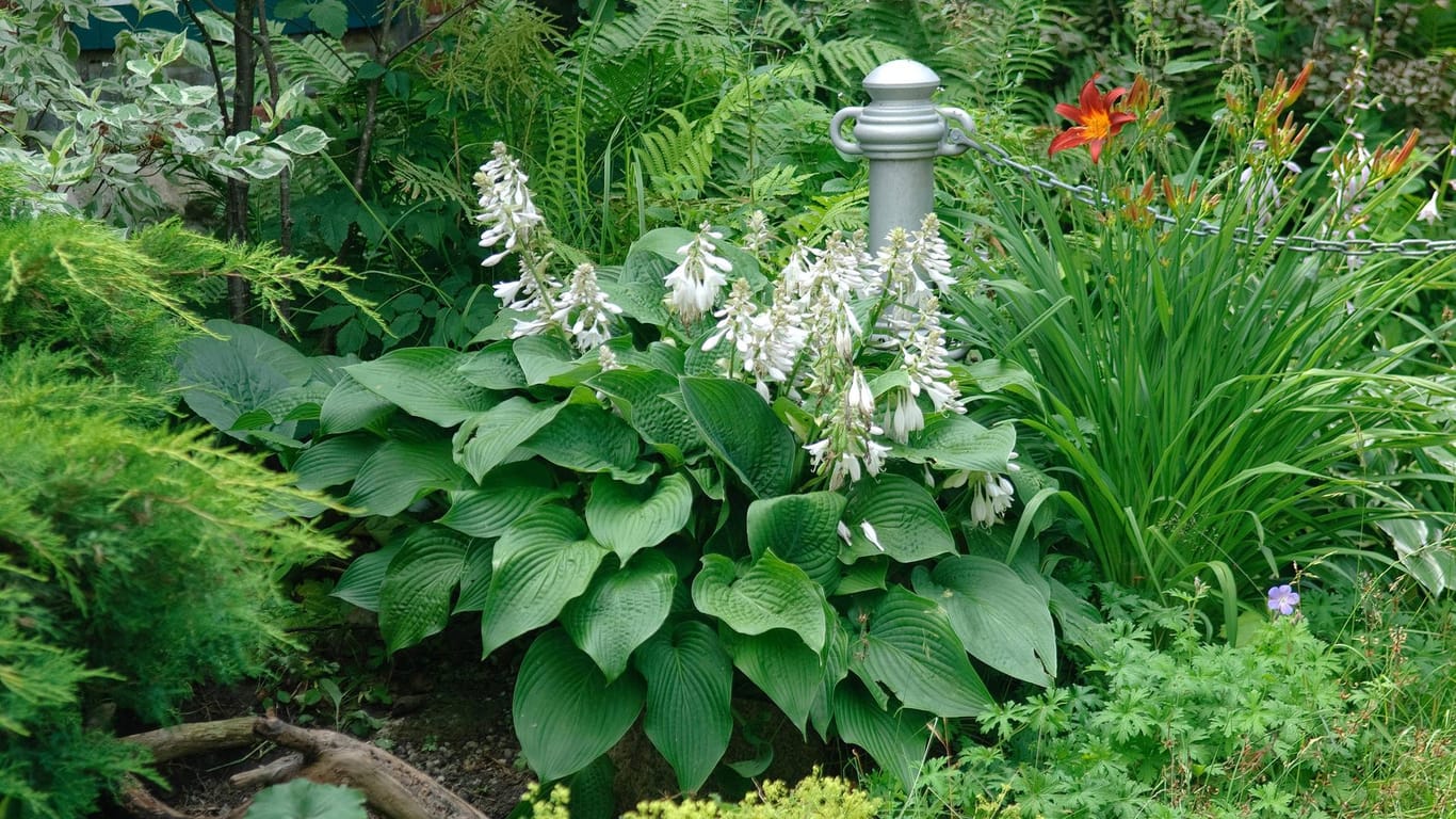 Glocken-Funkie (Hosta ventricosa): Sie gedeiht an einem halbschattigen bis schattigen Standort am besten.
