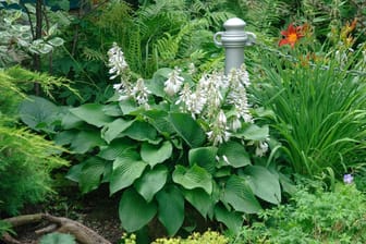 Glocken-Funkie (Hosta ventricosa): Sie gedeiht an einem halbschattigen bis schattigen Standort am besten.