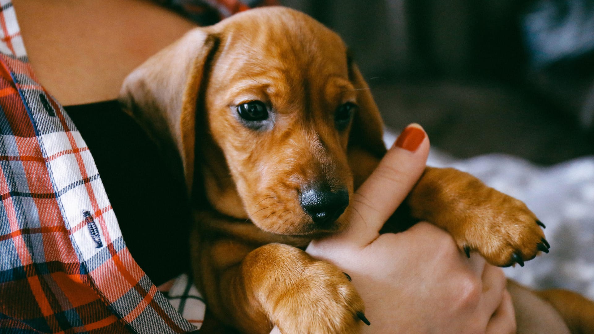 Welpe: Wer sich einen Hund zulegt, sollte vorab einige Dinge bedenken.