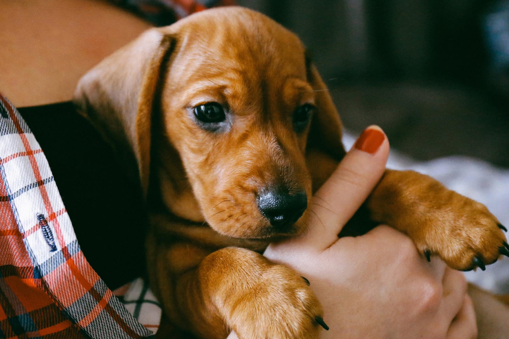 Welpe: Wer sich einen Hund zulegt, sollte vorab einige Dinge bedenken.