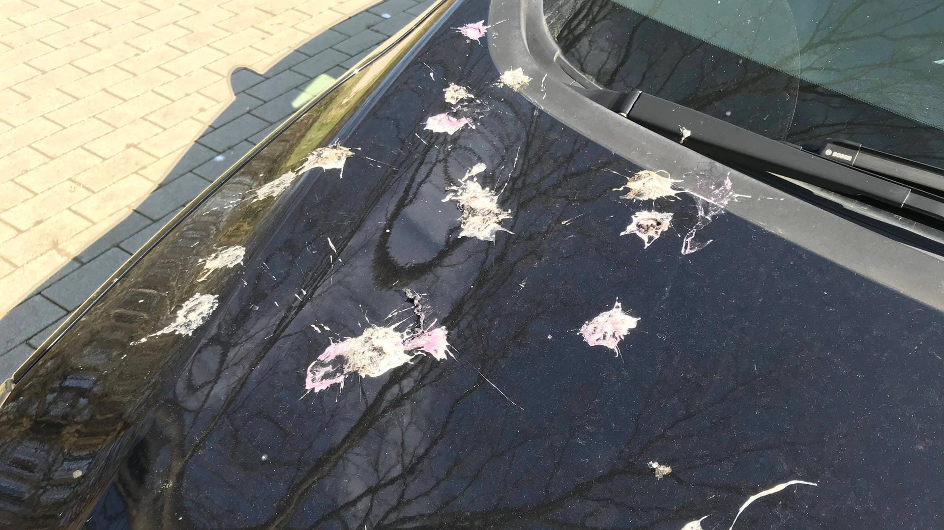 Gegen Lackschäden: Vogelkot schnell vom Auto entfernen – Tipps