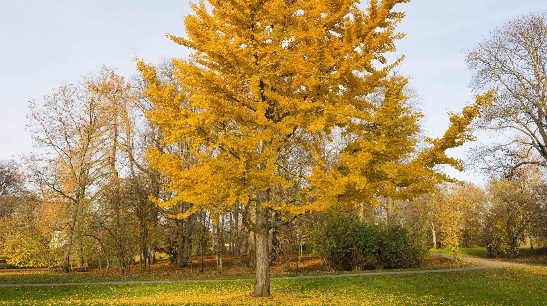 Ginkgobaum (Ginkgo biloba): Hier zeigt er sich in herbstlichem Laub.