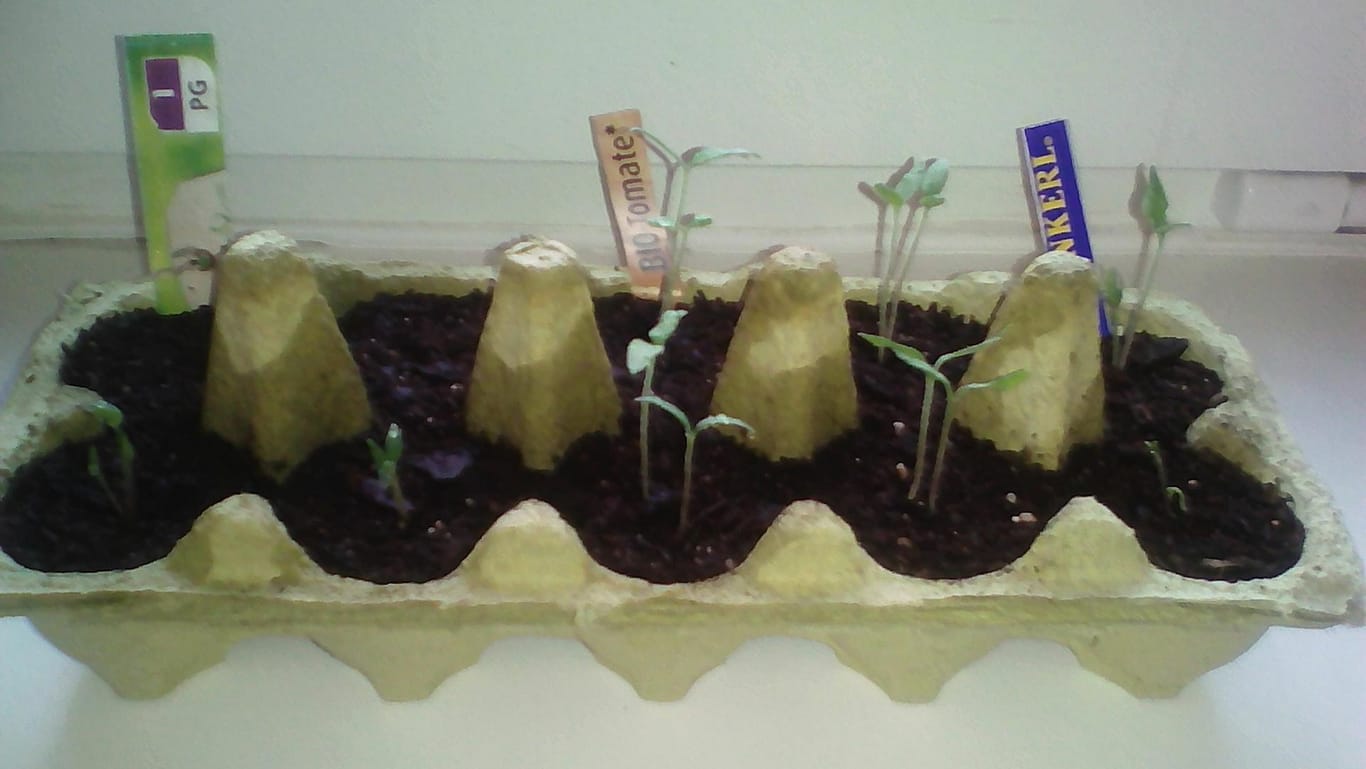 Gemüse in Eiermulden vorziehen: Lidl (links 4-mal), Sperli Bio-Tomate (2-mal mittig), Kiepenkerl Tomate (rechts 4-mal).