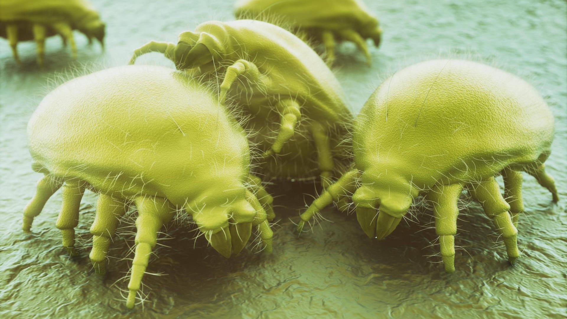 Hausstaubmilben: Bei Allergikern können sie schwere Reaktionen auslösen.