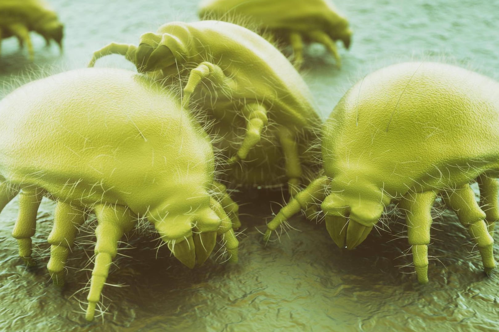 Hausstaubmilben: Bei Allergikern können sie schwere Reaktionen auslösen.