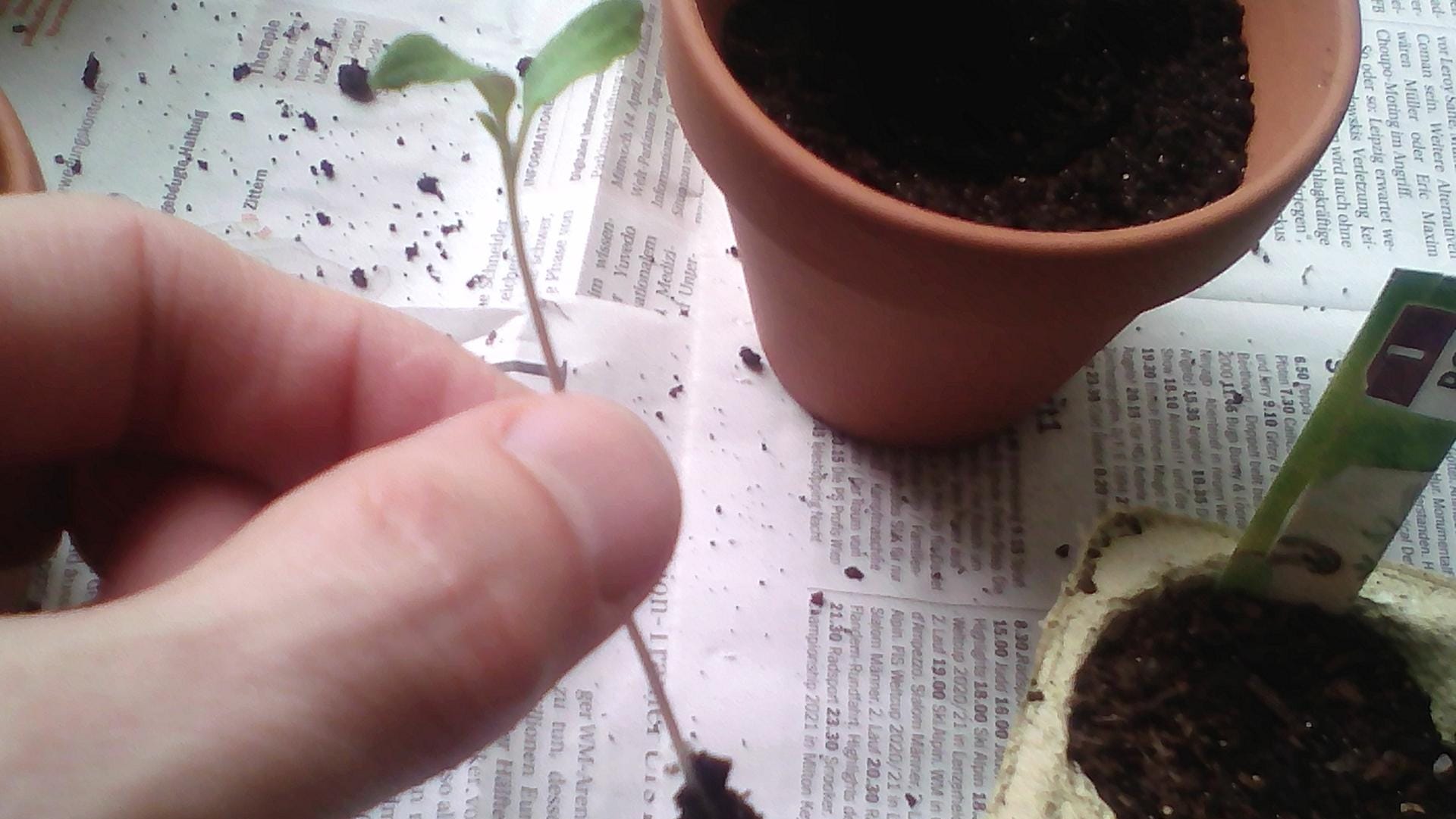 Tomaten pikieren: Etwa drei Wochen nach dem Aussäen können die Pflänzchen vereinzelt werden.