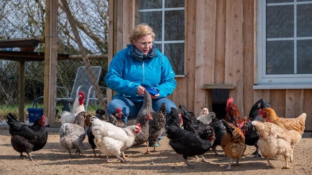 Karin Jaskowsky füttert im Gehege einen Teil der Dorfhühner.