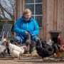 Tiere: In Bleckhausen in der Eifel sind die Hühner los