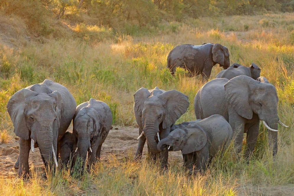 Eine Elefantenherde in Südafrikas Krüger-Nationalpark: Einem mutmaßlichen Wilderer wurde das Aufeinandertreffen mit einer solchen Herde zum Verhängnis.