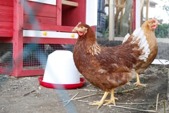 Hühner vor ihrem Stall: Die getöteten Tiere stammten von einem Privatgrundstück.