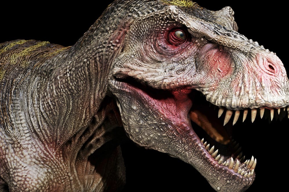 Tyrannosaurus rex (Symbolbild): Der Dinosaurier war kein schneller Läufer.