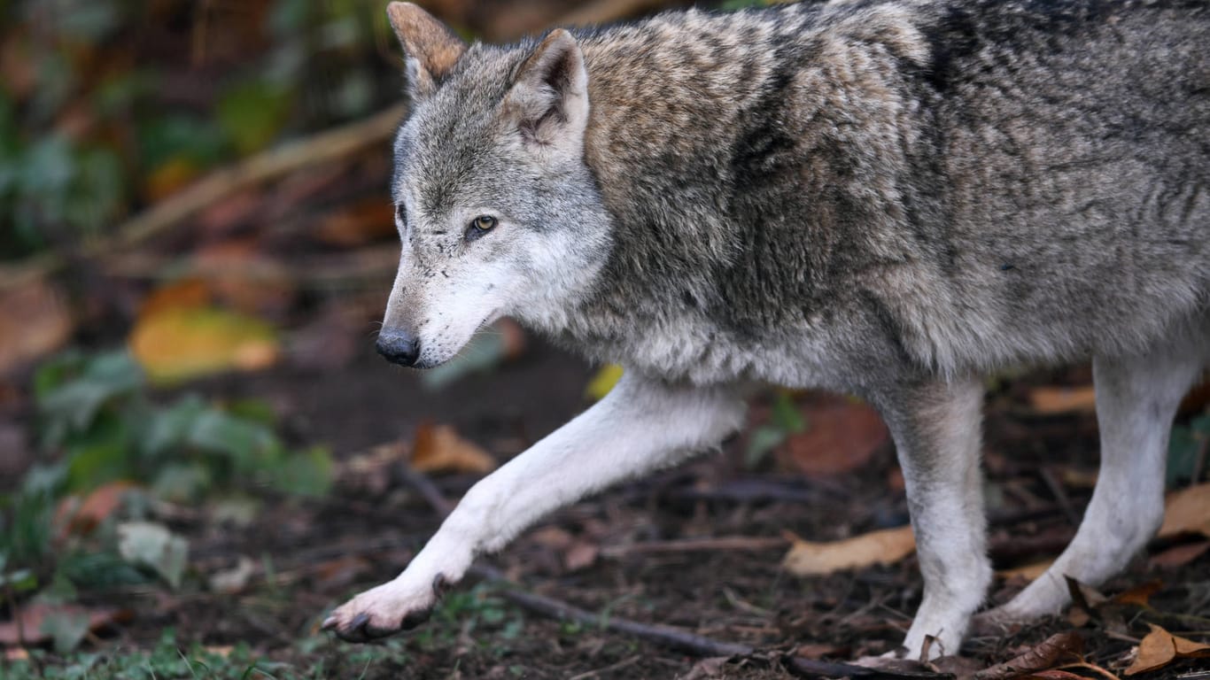 Ein Wolf in freier Wildbahn: Das Kernterritorium des Bergdorfer Rudels liegt in Gemeinden der Region Hannover und im Kreis Peine.