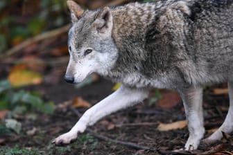 Ein Wolf in freier Wildbahn: Das Kernterritorium des Bergdorfer Rudels liegt in Gemeinden der Region Hannover und im Kreis Peine.