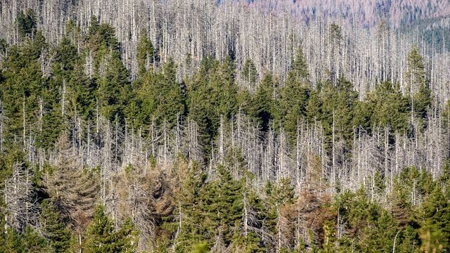 Ein Waldstück mit abgestorbenen Fichten an den Hängen des Brockens.