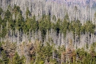 Ein Waldstück mit abgestorbenen Fichten an den Hängen des Brockens.