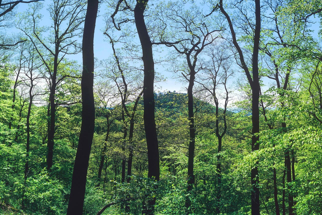 Wald (Symbolbild): In einem Wald in Rheinland-Pfalz haben Kräutersammler das Skelett eines lange vermissten Mannes entdeckt.