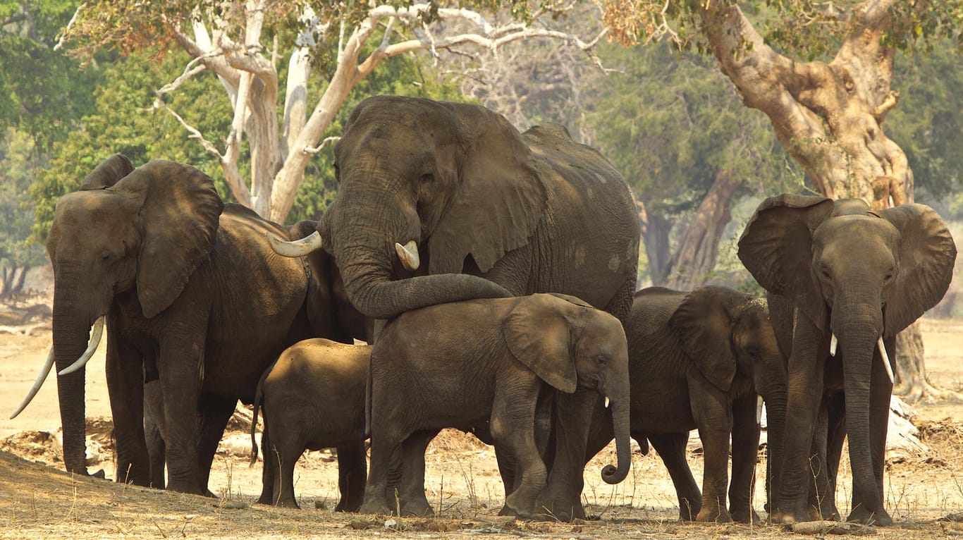 Elefanten in Simbabwe: 500 der Tiere sollen zum Abschuss freigegeben werden.