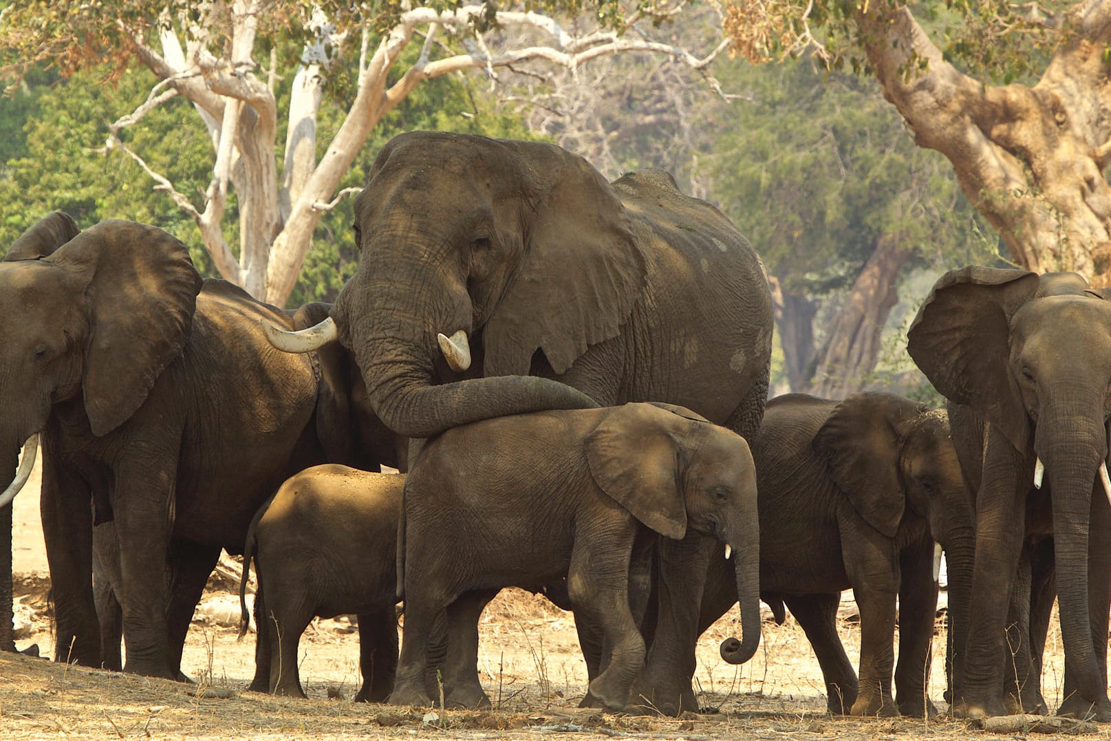 Elefanten in Simbabwe: 500 der Tiere sollen zum Abschuss freigegeben werden.