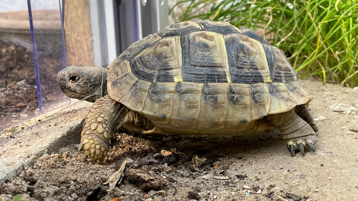 Eine Griechische Landschildkröte (Symboldbild). Ein Artgenosse ähnlicher Größe sorgte für einen bizarren Unfall in Florida.