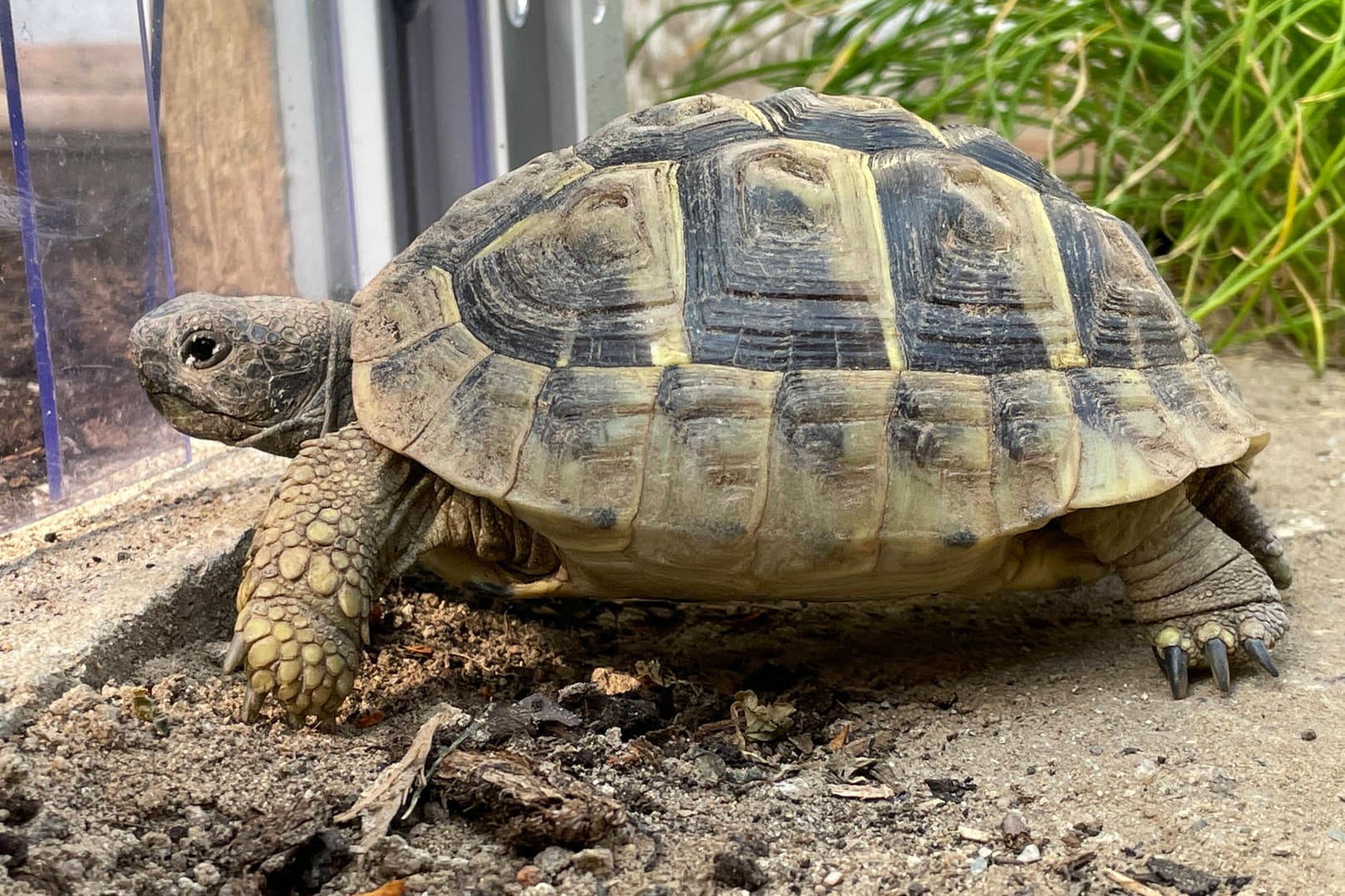 Eine Griechische Landschildkröte (Symboldbild). Ein Artgenosse ähnlicher Größe sorgte für einen bizarren Unfall in Florida.