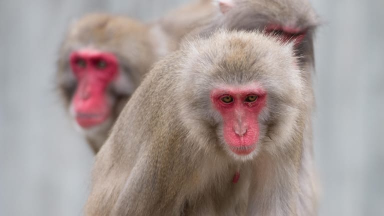 Rotgesichtsmakaken: Den "Alzheimer-Affen" wurden Viren ins Gehirn gespritzt.